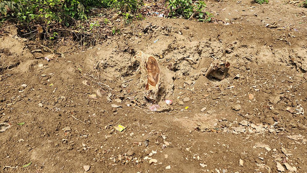 স্কুলের গাছ কেটে নেওয়ার অভিযোগ যুবদল নেতার বিরুদ্ধে